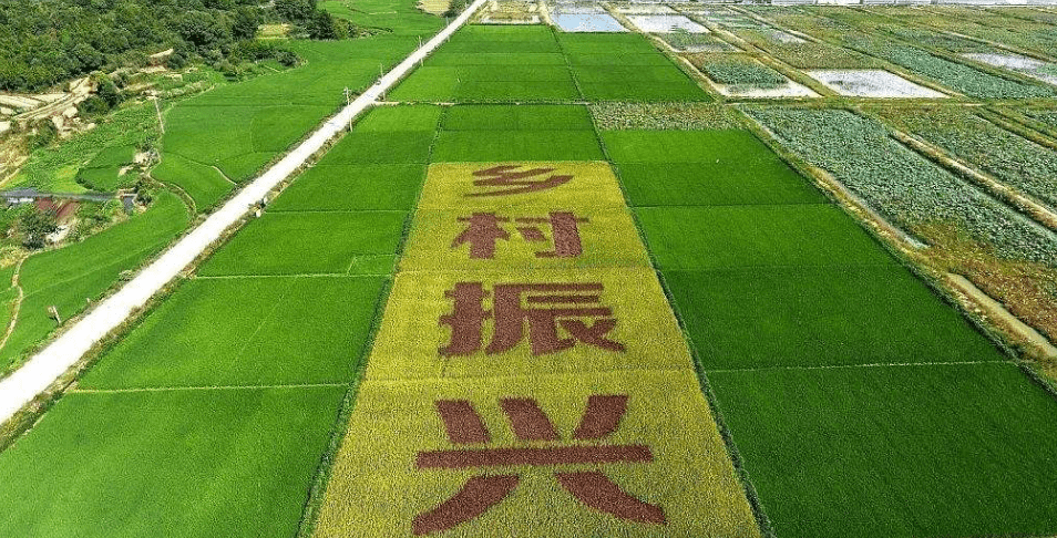 人民日报“乡村振兴计划”为何看上他?_直播_行业_农产品